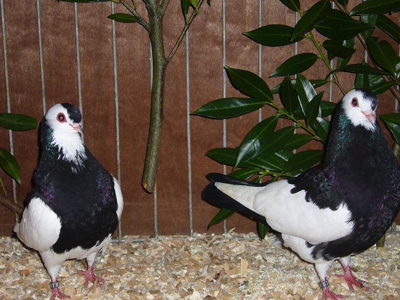 Ortsschau Langenberg 2008 171.jpg - Rakonitzer Roller